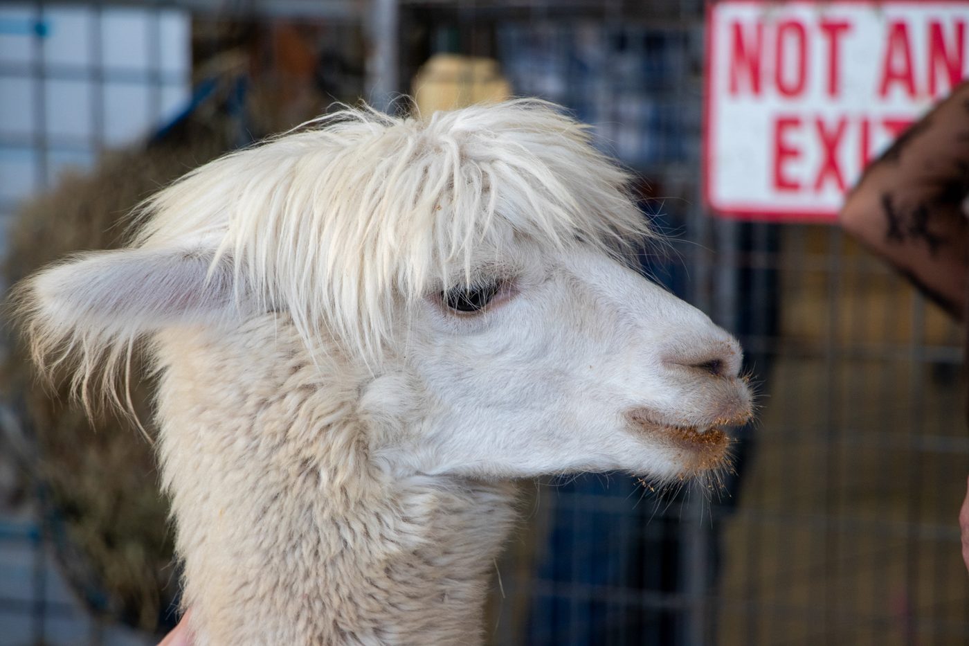 A close-up of an alpaca's face