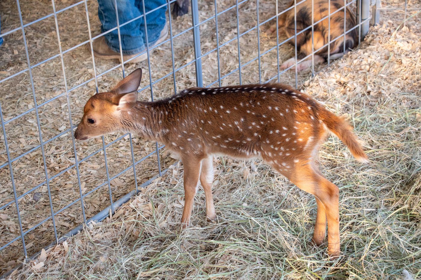 A spotted baby deer fawn