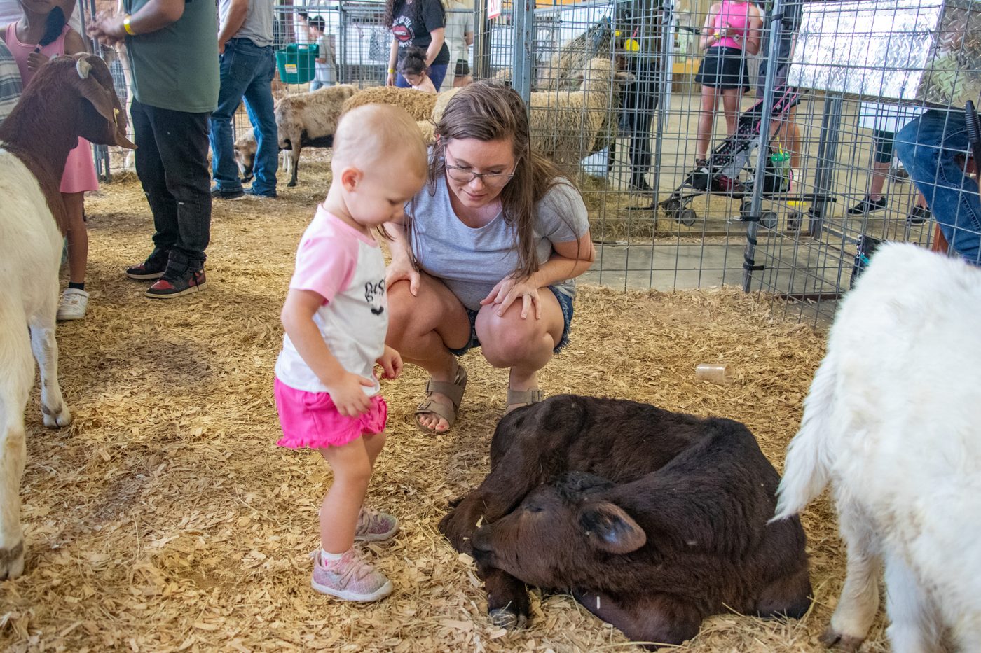 A family petting goats together