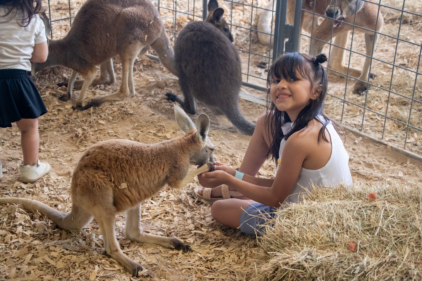 A girl feeding a kangaroo